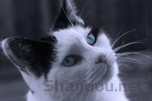 猫咪一直吐白色液体是什么原因导致的?怎么办?