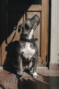 狗狗早上吃完就拉的缘由何在?狗狗早上吃完就拉要怎么弄?