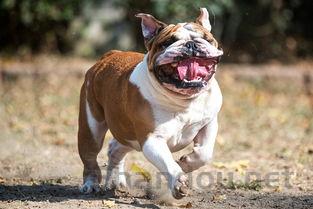 狗狗食欲不振第二天吐了是什么情况?该怎么办?